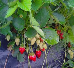 Œufs frais - HCS Fruits et Légumes Meistratzheim - Meistratzheim 