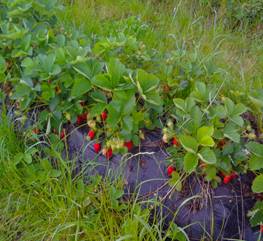 Fraise 2